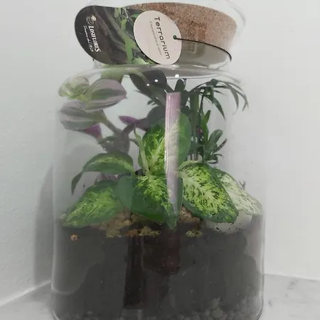 Candy's Dream Guest house