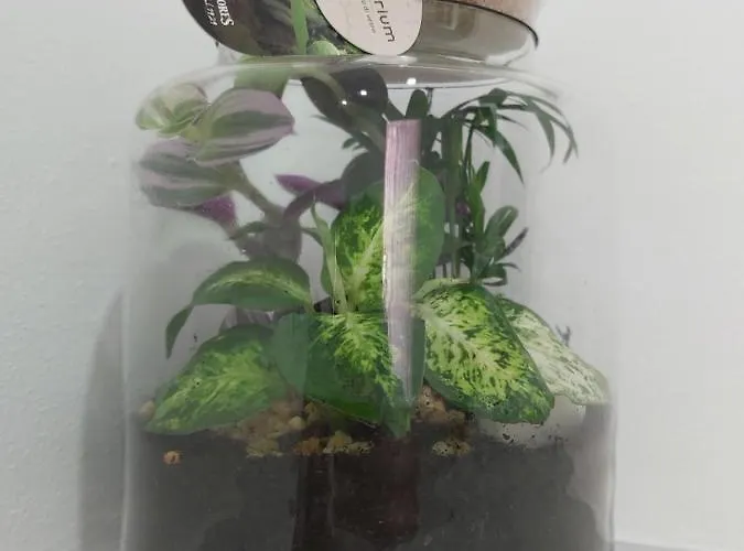 Candy's Dream Pensión